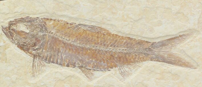 Knightia Fossil Fish #32982